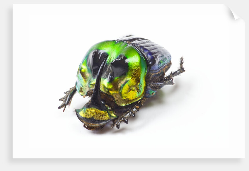 Scarabidae Beetle from Mexico Phanaeus mexicanus by Anonymous