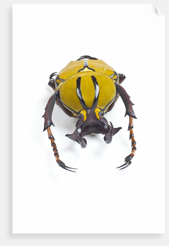 Beetle from Thailand Dicranocephalus wallichi viewed from front by Anonymous