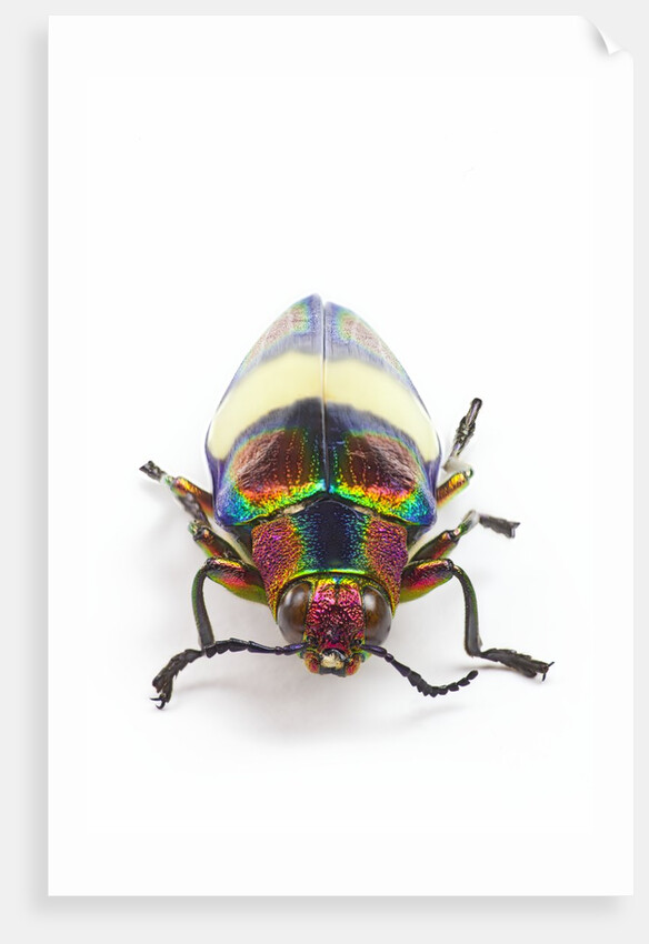 Jewel Beetle Chrysochroa toulgoeti from Malaysia by Anonymous