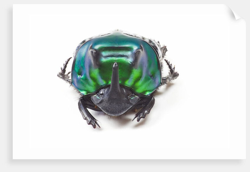 Scarabidae Beetle from Peru Oxysternus selenium by Anonymous