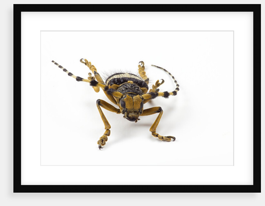 Head on view of Long Horned Beetle by Anonymous