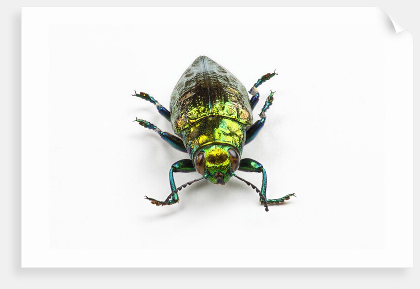 Face on view of Jewel Beetle Chrysodema smaragdula by Anonymous