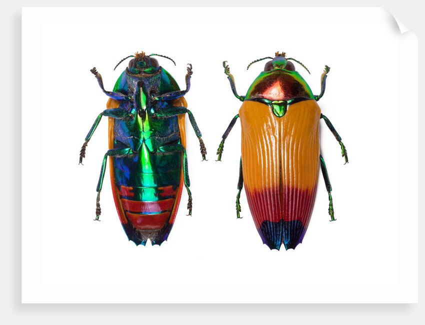 Jewel Beetle Metaxymorpha nigrofasicata by Anonymous