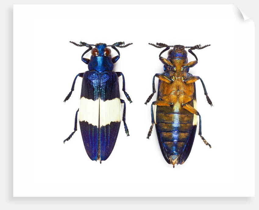 Chrysochroa castelnaudi castelnaudi from Malaysia by Anonymous