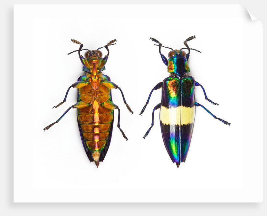 Jewel Beetle Chrysochroa toulgoeti from Malaysia by Anonymous