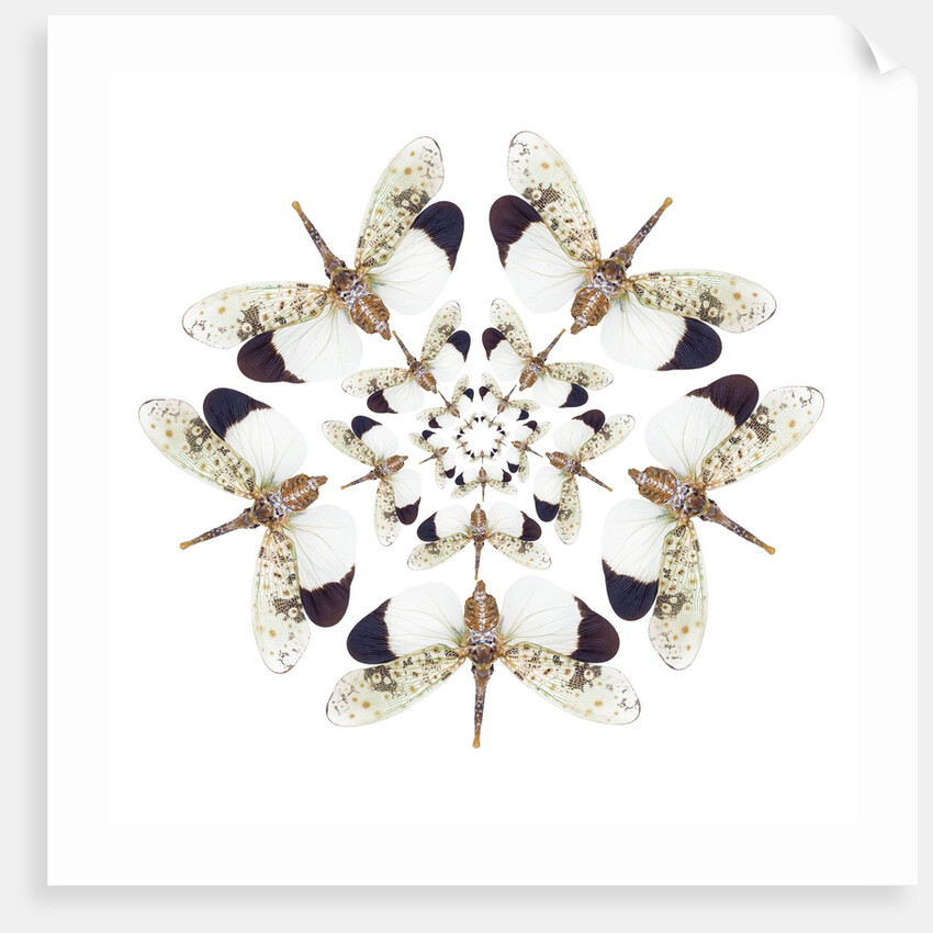 Circular design of Pyrops horsfieldii winged insect in white and blacks by Anonymous