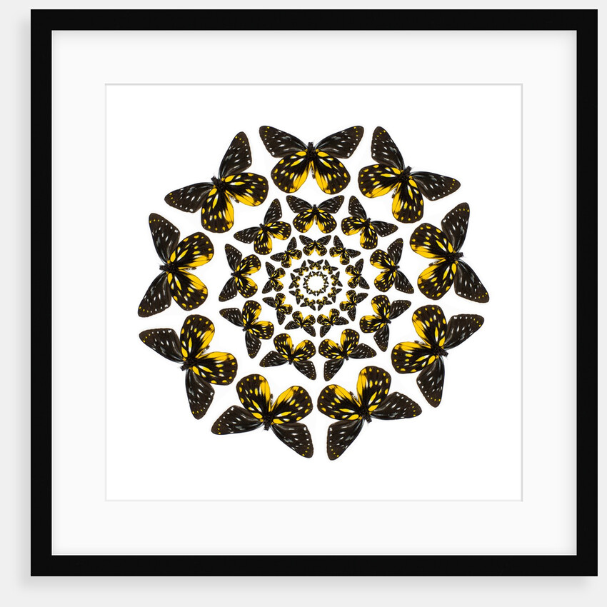 Circular butterfly pattern Delias family of tropical butterflies by Anonymous