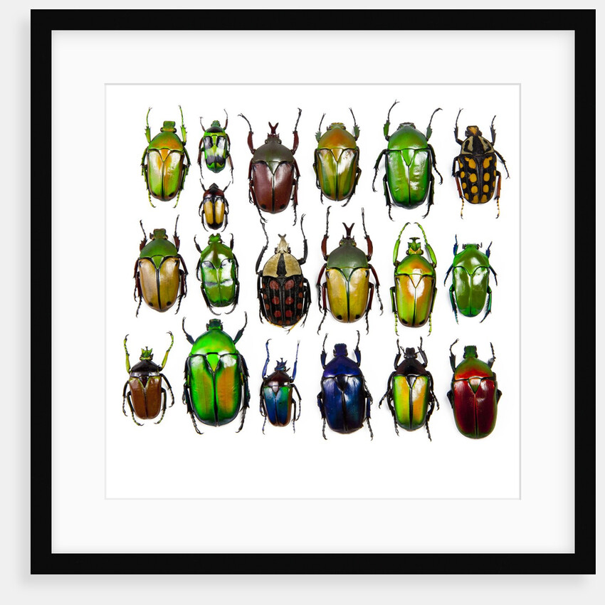 Cetonidae - Flower Beetle Design by Anonymous
