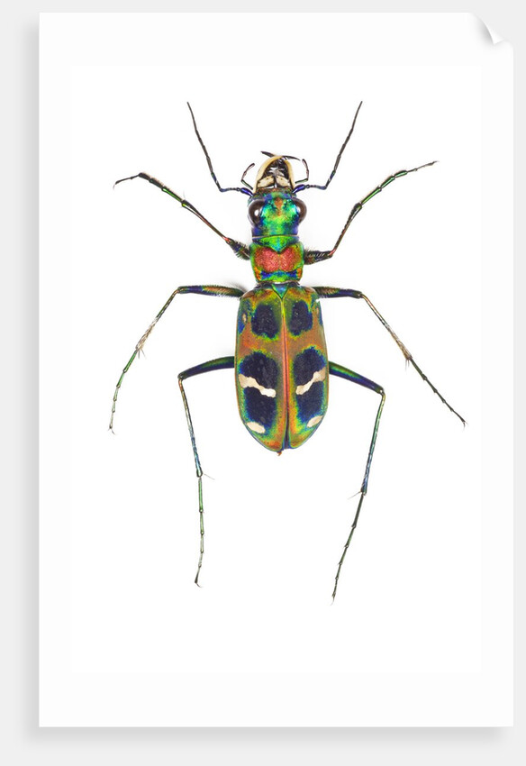 Small colorful beetle from Korea Cicindela chinensis by Anonymous