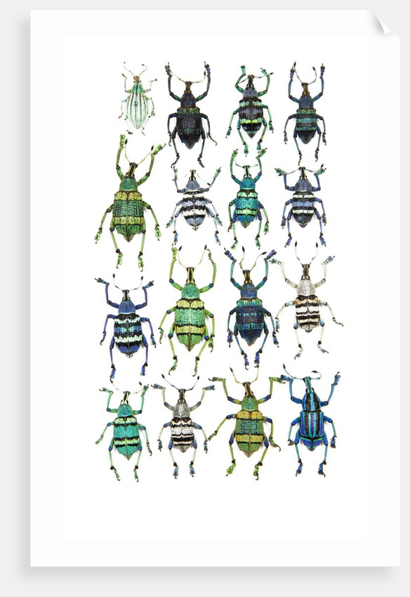 Poster with variations of Beetles Eupholus by Anonymous