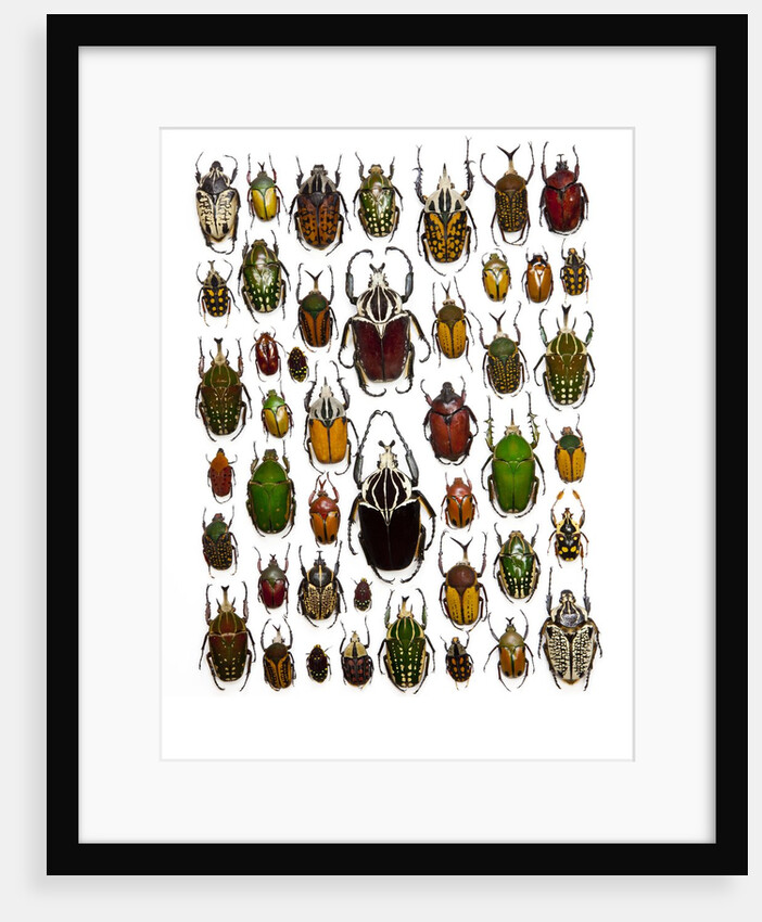 Flower Beetle Poster Cetonidae by Anonymous