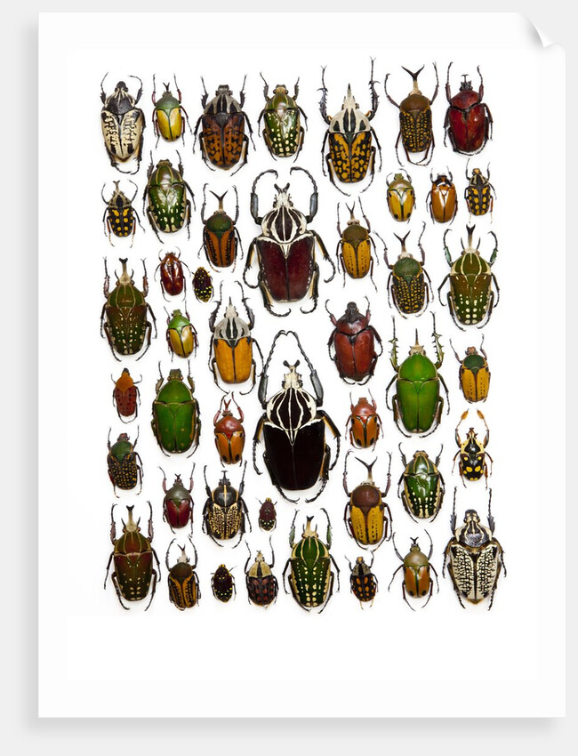 Flower Beetle Poster Cetonidae by Anonymous