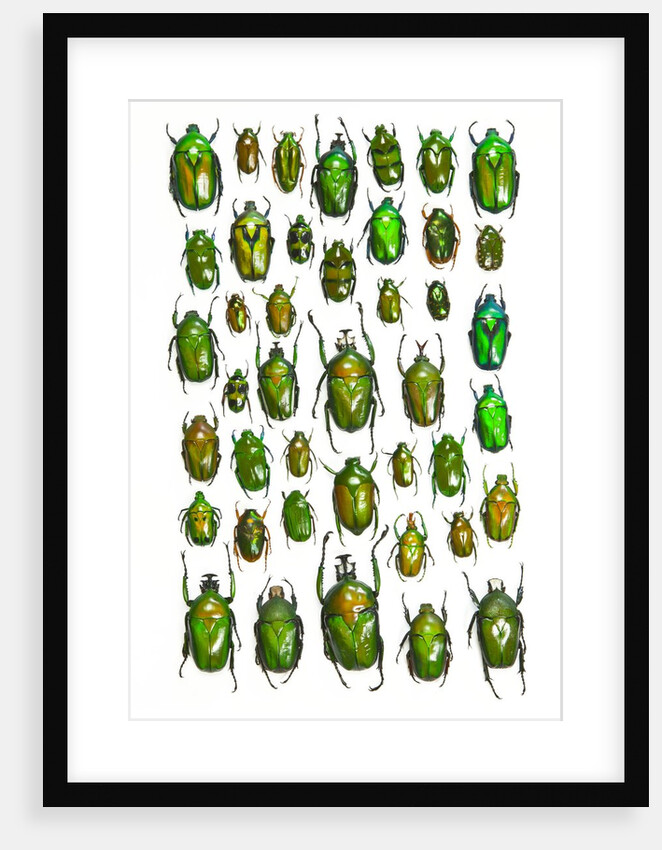 All Green Flower Beetles in design layout against white backdrop by Anonymous
