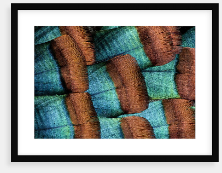 Oscellated Tujrkey feather pattern blues and golden tans by Anonymous