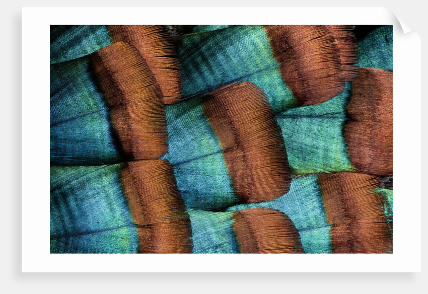 Oscellated Tujrkey feather pattern blues and golden tans by Anonymous