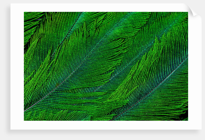 Resplendent Quetzal green tail feathers in layered feather design from Costa Rica by Corbis