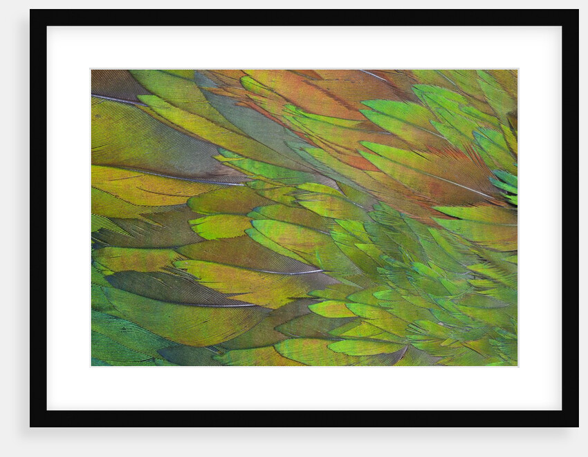 Green wing shoulder design Nicobar Pigeon by Anonymous