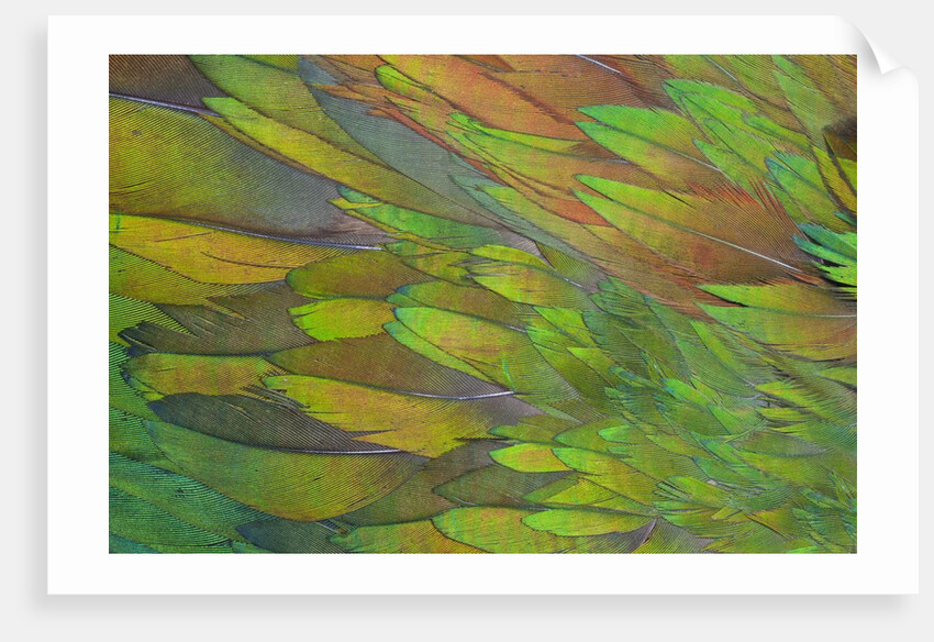 Green wing shoulder design Nicobar Pigeon by Anonymous