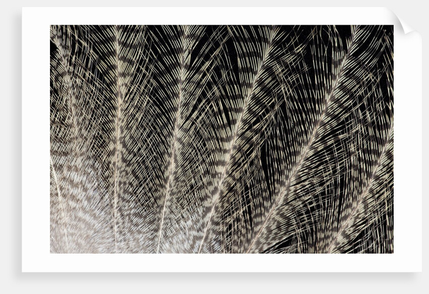 Feather design of Eurasion Eagle Owl by Anonymous