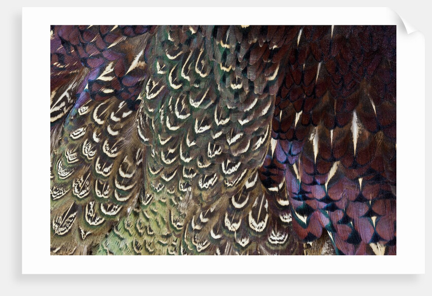 Back and wing colorful feather pattern of Ring-necked Pheasant by Anonymous