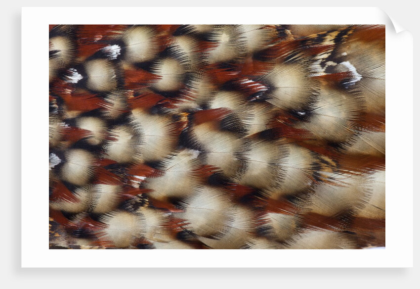 Cabotsd Tragopan back feather design by Anonymous