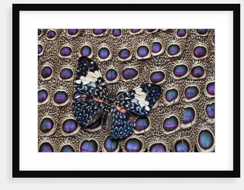Starry night Butterfly Hamadryas arinome on Grey Peacock Pheasant wing feathers by Anonymous