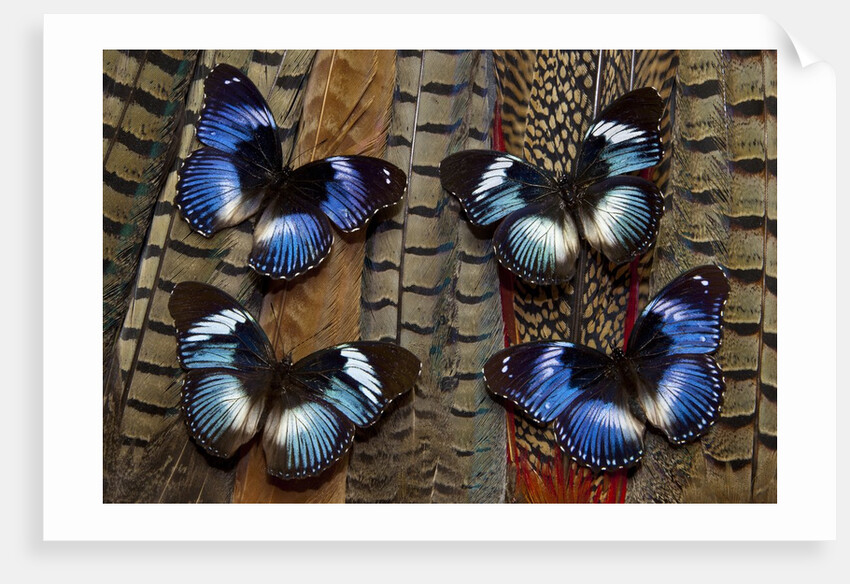 Hypolimas monteironis, the Black-tipped Diadem Butterflies on Pheasant Tail feathers by Anonymous