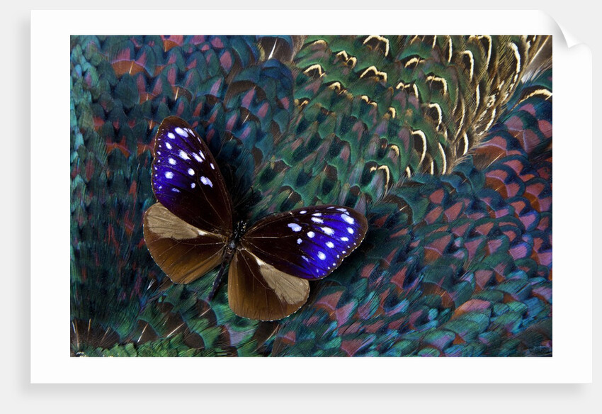 Striped Blue Crow Butterfly, Euploea Mulciber, on Ring-necked Pheasant Feathers by Anonymous