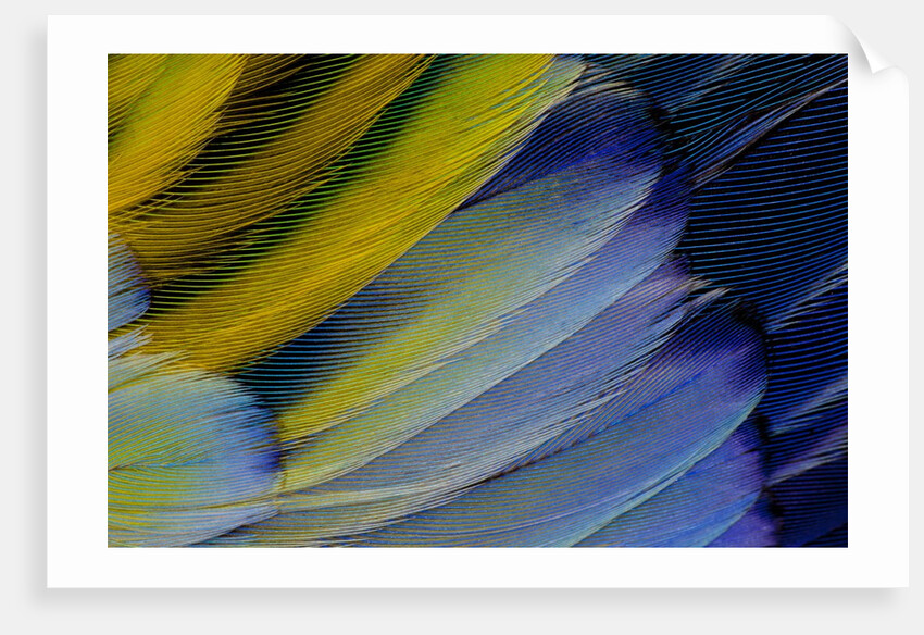 Layering wing Pattern of Eastern Rosella by Anonymous