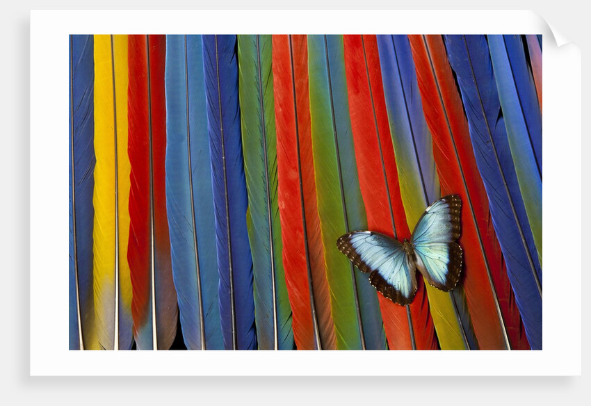 Blue Morpho butterfly Morpho peleides, on variety of Macaw tail feathers by Anonymous
