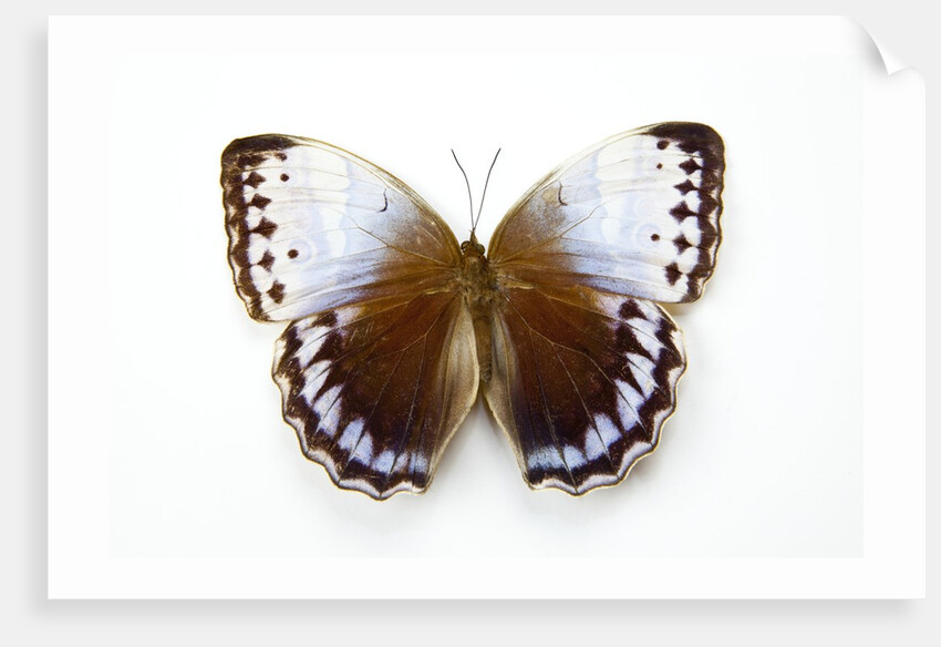 Chocolate Jungle Queen Butterfly Stichopthalma camadeva against white background by Anonymous