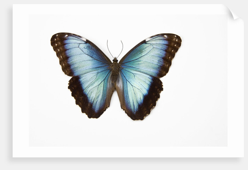 Blue Morpho against white background by Anonymous