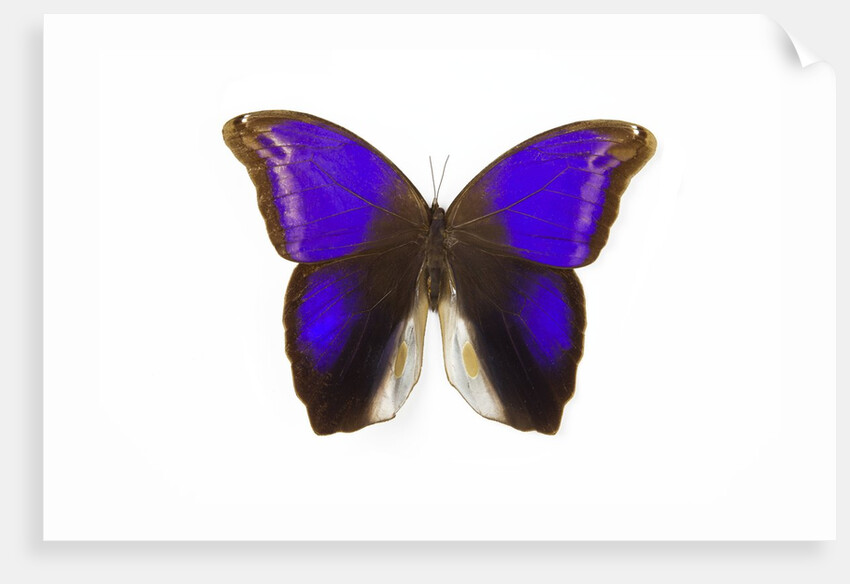 Owl Butterfly in Brassolidae family Eryphanis aesacus from El Salvador by Anonymous