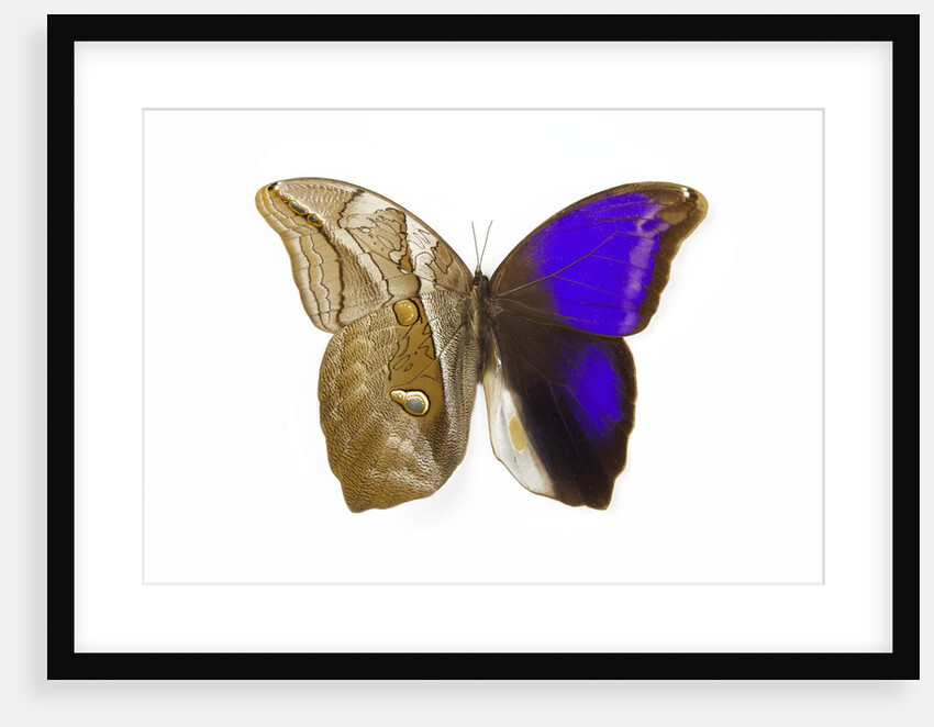 Owl Butterfly in Brassolidae family Eryphanis aesacus from El Salvador by Anonymous
