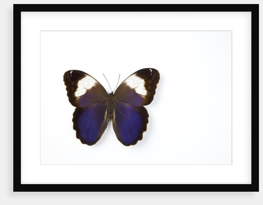 Owl Butterfly, Caligo martia from Argentina study against white background, photography Sammamish, W by Anonymous