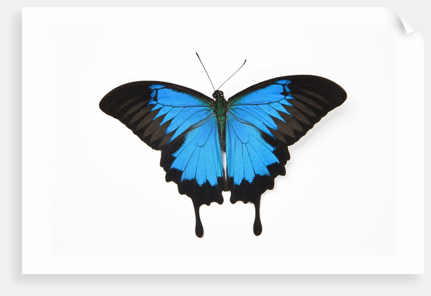 Mountain Blue Swallowtail Butterfly from Australia, Papilio Uysses, male study against white backgro by Anonymous