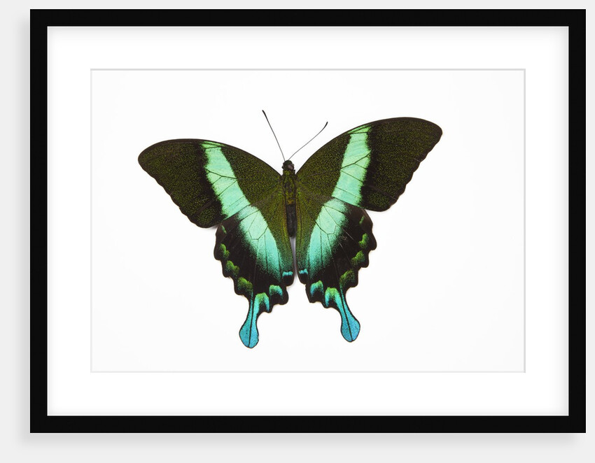 Peacock swallowtailed butterfly Papilio blumei study against white background by Anonymous