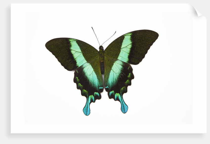 Peacock swallowtailed butterfly Papilio blumei study against white background by Anonymous