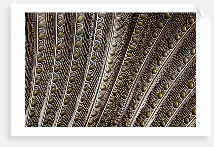 The beautiful wing feathers of Argus Phesant by Anonymous