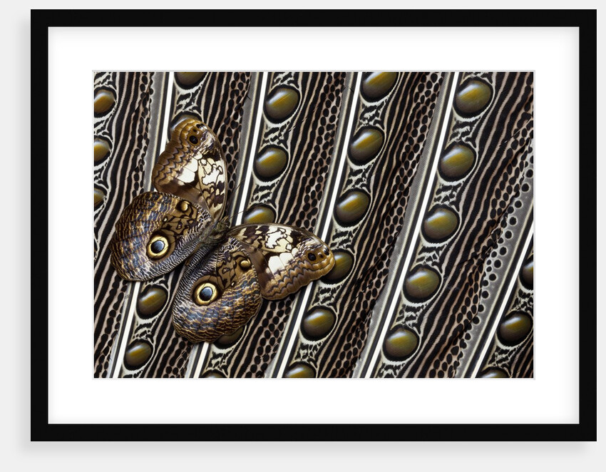 Owl Butterfly, Caligo from South American on Spotted Wing Feather of Argus Phesant by Anonymous