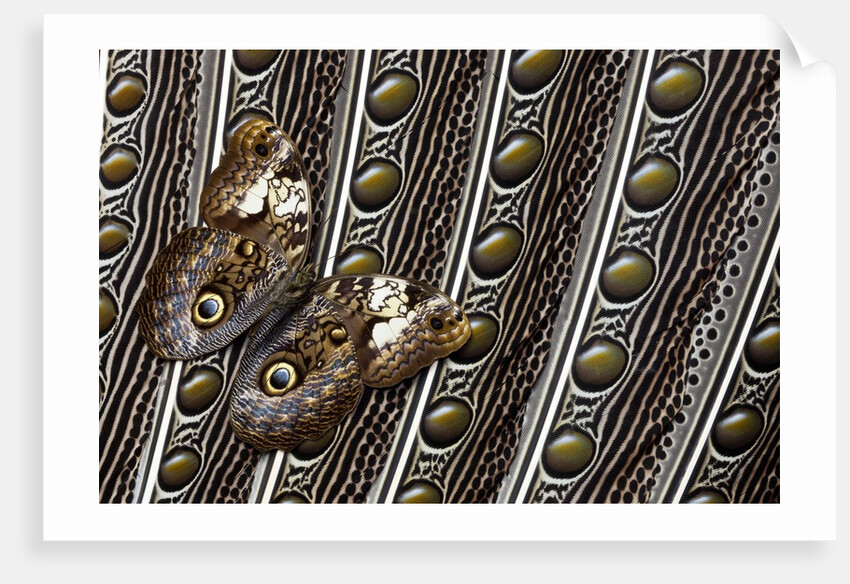 Owl Butterfly, Caligo from South American on Spotted Wing Feather of Argus Phesant by Anonymous