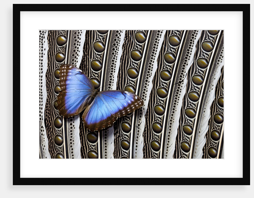 Blue Morpho on Wing Feathers of Argus Pheasant by Anonymous