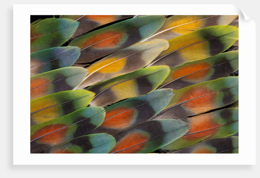 Tail feather design and pattern of many varities of Lovebirds by Anonymous