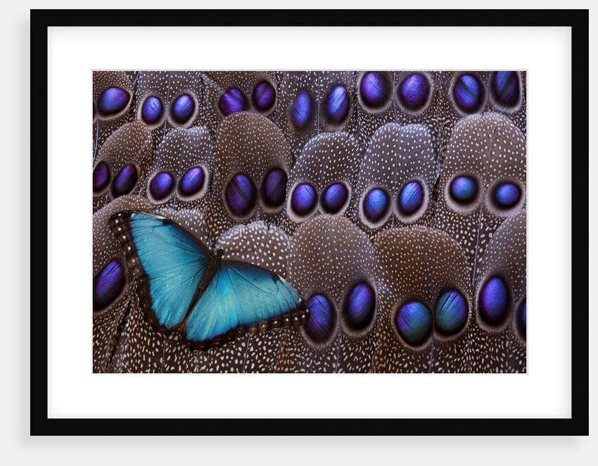 Blue Morpho resting on tail feather design of the Grey's Peacock Pheasant by Anonymous