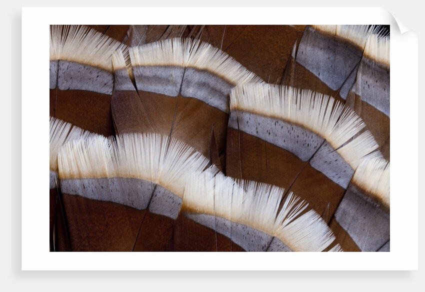 Tail feather design of Lavender Turkey by Anonymous