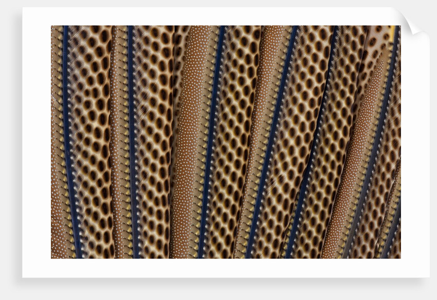 The beautiful wing feathers of Argus Phesant by Anonymous