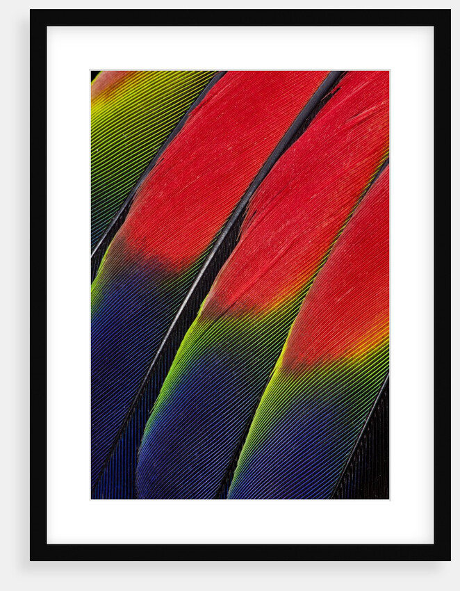 Main central wing feathers of Amazon Parrot by Anonymous