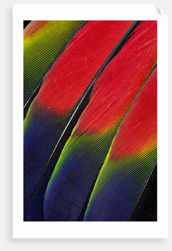 Main central wing feathers of Amazon Parrot by Anonymous