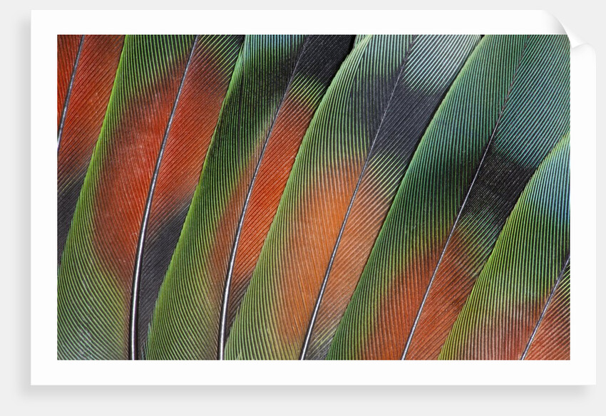 Tail feathers fanned out Lovebird by Anonymous