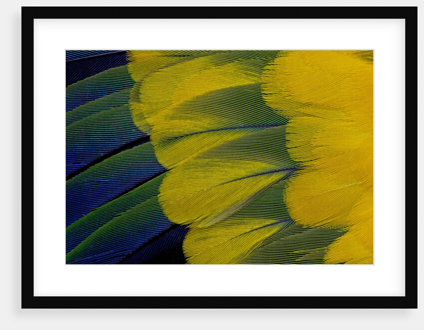 Fanned out wing feathers in blue, green and yellow of Sun Conure by Anonymous